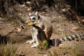 ring-tailed gray lemur in natural environment Madagascar.Close-up, cute primate