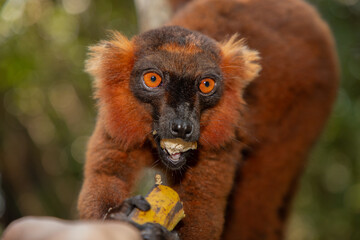 Red lemur (Eulemur Coronatus), endemic animal