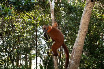Red lemur (Eulemur Coronatus), endemic animal