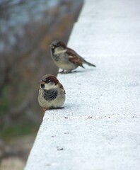 Dwa wróble siedzą blisko siebie na betonowym ogrodzeniu. Ptaki spoglądają przed siebie.