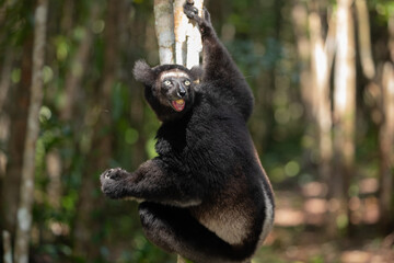 Lemur Indri indri, babakoto largest lemur from Madagascar