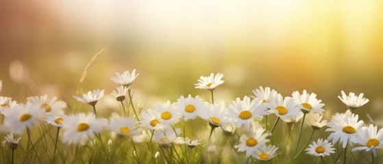 Gordijnen a daisy background with blur and bright white flowers © olegganko