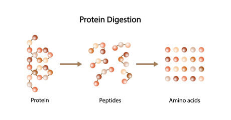 Protein Digestion. Proteases Enzymes (proteinases and peptidases) are digesting the protein into small peptide chains then into single amino acids, to be absorbed into the blood stream. Vector design. - obrazy, fototapety, plakaty