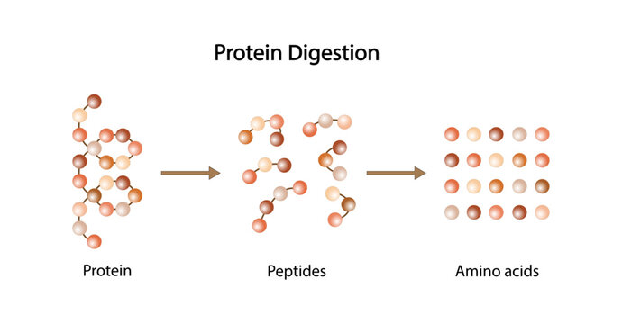 Protein Digestion. Proteases Enzymes (proteinases and peptidases) are digesting the protein into small peptide chains then into single amino acids, to be absorbed into the blood stream. Vector design.