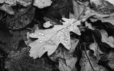 Dry autumn oak tree leaves with water drops lay on the forest ground