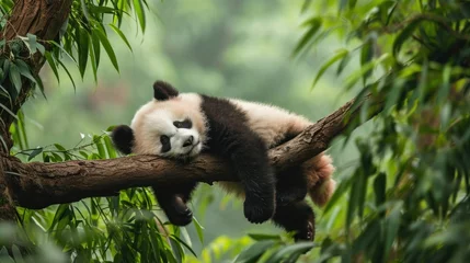 Foto op Canvas A baby panda napping on a tree branch © olegganko