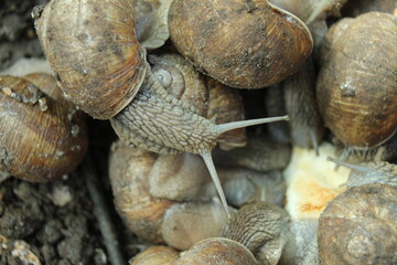 Growing snails on the farm. A snail with a shell is seen from above. Protein Alternative Food