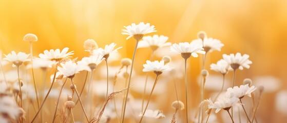 a field of flowers with sun rays behind them