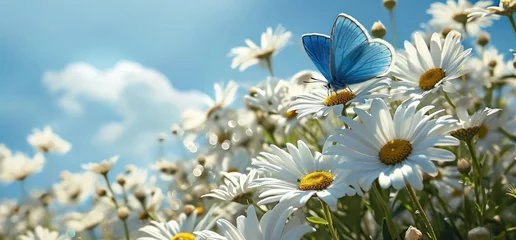 Fotobehang a butterfly in a small field of yellow daisy © olegganko