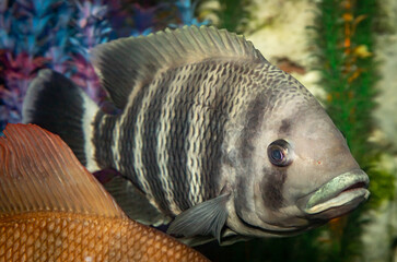 Zebra tilapia. Heterotropia buttikoferi. Aquarium fish. Close-up.