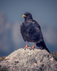 alpine chough on the rock