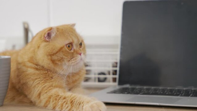 Scottish Fold cat, cute and furry, sits on a table by a coffee cup, croissant, and business documents on a wooden desk. Window view is bright in the morning
