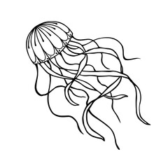 Line sketch, jellyfish doodle. Vector graphics.