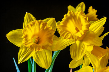 daffodi on black background