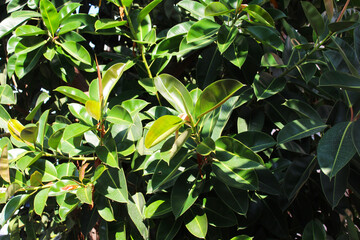 Fototapeta premium fresh ficus leaves natural background