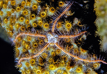 starfish, Brittle stars, serpent stars,