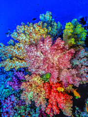 Alcyonacea, or soft corals,underwater Fiji
