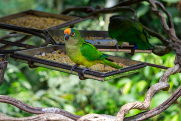 Periquito-rei (Eupsittula aurea)