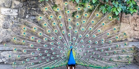 peacock with feathers out