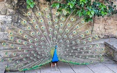 peacock with feathers out
