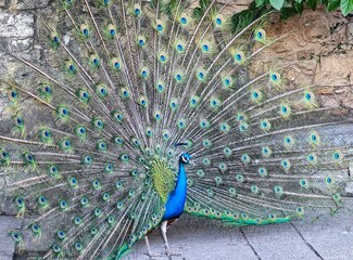peacock with feathers