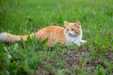 A red fluffy cat lies in the green grass. Walking with pets
