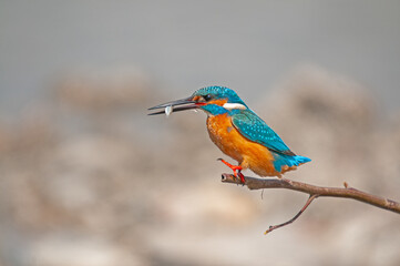 Kingfisher, Alcedo atthis, hunting on a branch in the reeds.