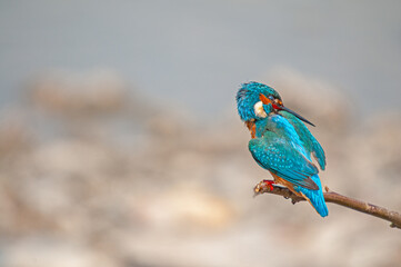 Obraz premium Kingfisher, Alcedo atthis, hunting on a branch in the reeds.
