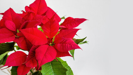 Fresh Poinsettia with red leaves on white surface with copy space