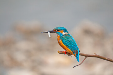 Kingfisher, Alcedo atthis, hunting on a branch in the reeds.