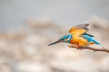 Kingfisher, Alcedo atthis, hunting on a branch in the reeds.