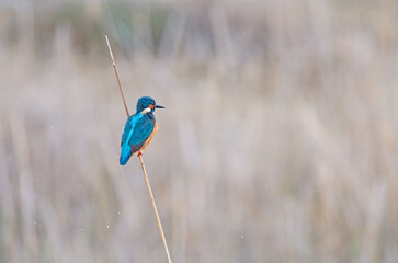 Kingfisher, Alcedo atthis, hunting on a branch in the reeds.