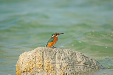 Common Kingfisher, Alcedo atthis, fishing on stones in the lake.