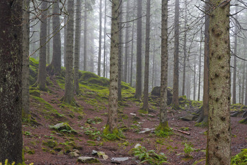 Dense fog in a forest - 697824949