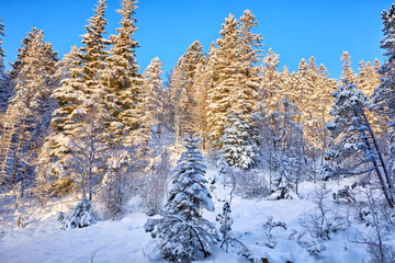 Landscape of Mount Floyen in winter with snowy forest, Bergen, Norway