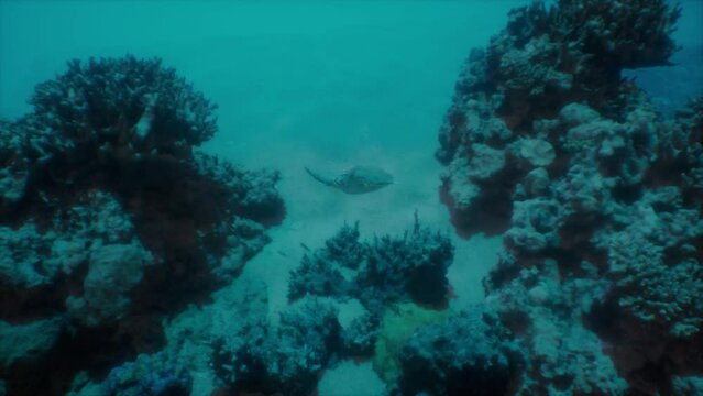 Sea Turtle Swimming Near Rocks in a Coral Reef