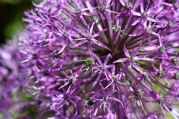 beautiful decorative lilac onion  blossom at sunny day . macro shot.
