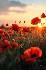 A beautiful sunset over a field of vibrant red poppies. Perfect for nature lovers and those looking to add a touch of color to their designs