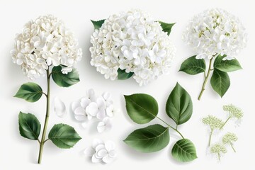 A bunch of white flowers and leaves arranged on a white surface. Suitable for various uses - obrazy, fototapety, plakaty