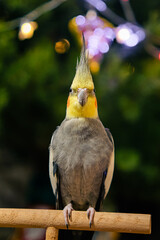 Pet.Cockatiel parrot.Funny parrots.Cockatiel pet.Bird with a crest.Cute animal.Funny bird.Cockatiel.
Caring for pet.Bird.Animal.Feathered friend.Ornithology.Funny parrot.close up portrait.Wallpaper.