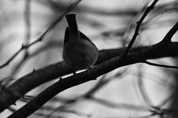 La Plaine 24 D&eacute;cembre 2023 N&B