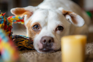 Puppy Resting After Play Time