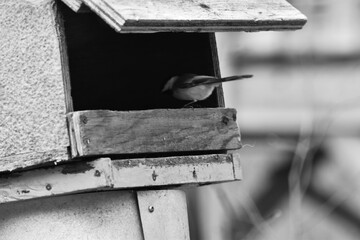 La Plaine 24 Décembre 2023 N&B