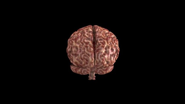 Rotating Human Brain - 3D Animation of Brain Rotation for Medical and Scientific Visualization
