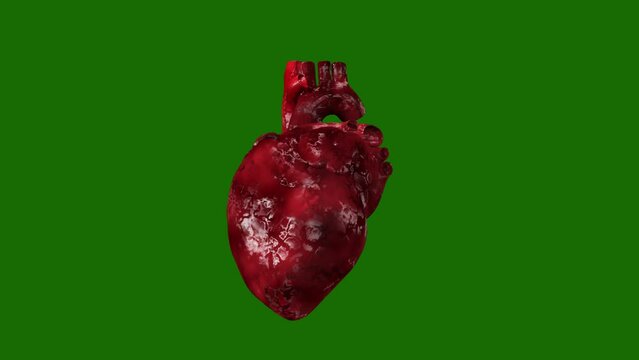 3D Animation of a Beating Human Heart Rotating with Alpha Channel - Medical Visualization