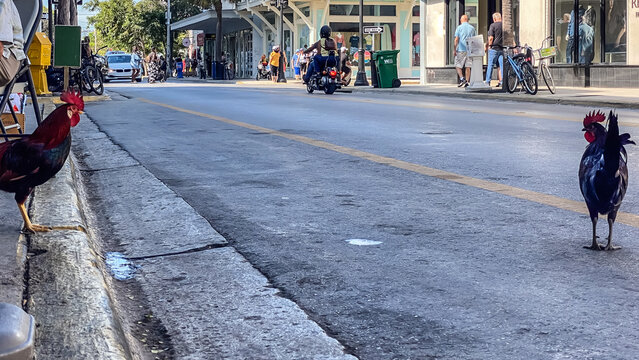 Roosters roaming in Key West Florida