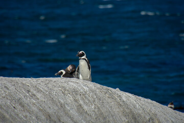 Naklejka premium Penguins at the Bulders Beach colony near Cape Town, South Africa