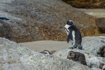 Penguins at the Bulders Beach colony near Cape Town, South Africa