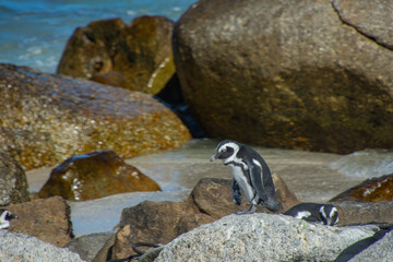 Penguins at the Bulders Beach colony near Cape Town, South Africa