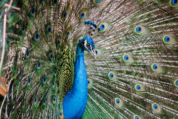 Obraz premium Pavão-azul